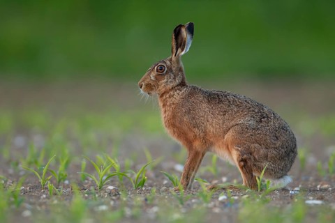 European brown hare (Lepus europaeus) adult animal in a farmland maize crop, Norfolk, England,