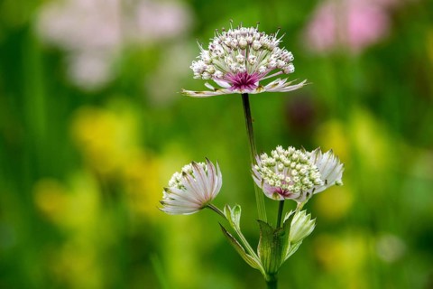 Astrantia major, in bloom, close-up, Fellhorn, Oberstdorf, Oberallgäu, Allgäu, Bavaria, Germany