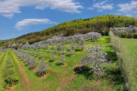 Spring, cherry blossoms, fruit trees, fruit tree plantation, behind Schweinthal, Markt Egloffstein