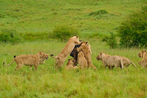 A pride of lions pounces on a buffalo in a green landscape, lion (Panthera leo), Cape buffalo