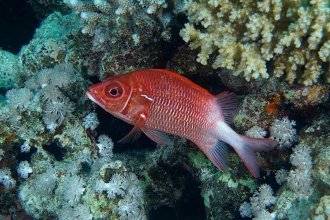 Silver-spotted hussar (Sargocentron caudimaculatum)