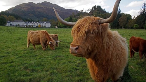 Europe, Scotland, Great Britain, England, countryside, Highland Cattle, Scottish Highland Cattle