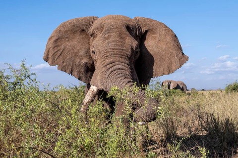 African elephant (Loxodonta africana) eats leaves, the famous Super Tusker elephant Craig, old male