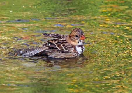 Harris's Sparrow, Zonotrichia querula, bathes in backyard pond, in Saskatchewan, Canada