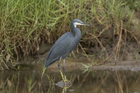 Western Reef Heron (Egretta gularis) foraging, Gambia