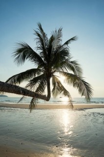 Sandy beach beach with coconut palms, Khlong Chao Beach, sunset, Koh Kood, Koh Kut, Gulf of