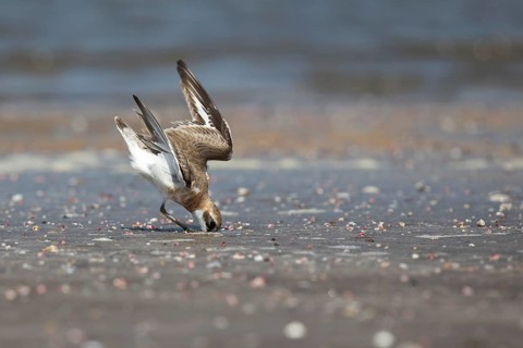 Greater Sand Plover (Charadrius leschenaultii) foraging on beach, Ras al-Sawadi, Oman