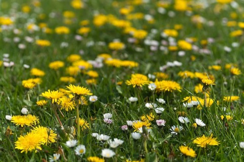 Asteraceae, Bellis Perennis, common dandelion, daisy, dandelion, dandelion, flower flower,