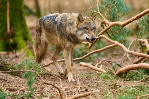 Wolf moves carefully through the forest, branches surround him, Wolf (Canis Lupus), Germany