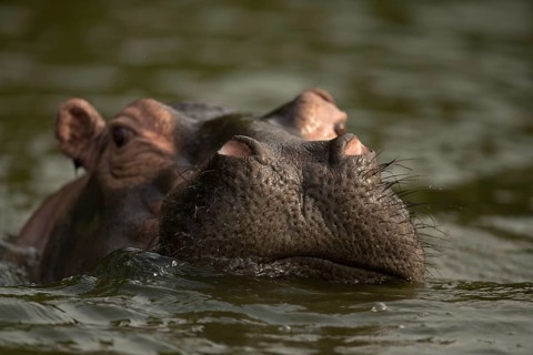 Hippopotamus (Hippopotamus amphibius) adult close-up in water, Queen Elizabeth National Park,