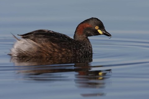 Australasian Grebe (Tachybaptus novaehollandiae), Australian Capital Territory, Australia