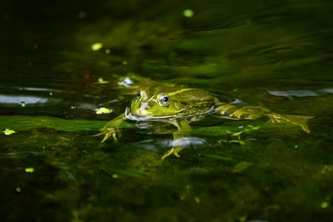 Edible frog (Pelophylax esculentus) in a little lake in the water, Bavaria, Germany