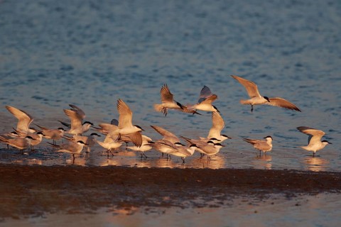 Gull-billed Tern (Gelochelidon nilotica) group, Greece