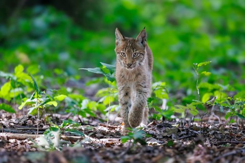 Eurasian lynx (Lynx lynx), Germany