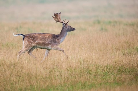 Fallow Deer (Dama dama) male in meadow, Denmark