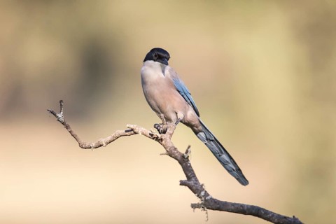 Blue magpie (Cyanopica cooki), Extremadura, Castilla La Mancha, Spain