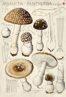 Mushroom, fungi, panther mushroom, panther mushroom, Amanta pantherina, authentic reproduction of