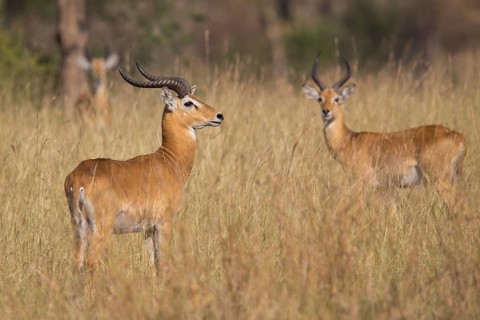 Uganda Kob (Kobus kob thomasi) two males, Semuliki National Park, Uganda