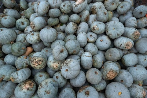 Pumpkins piled up for sale, Crown-Prince, Butternuts, Bavaria, Germany
