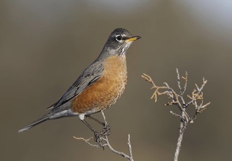 American Robin (Turdus migratorius), New Mexico, USA