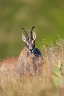 Chamois (Rupicapra rupicapra) on a meadow in the Vosges Mountains, wildlife, France