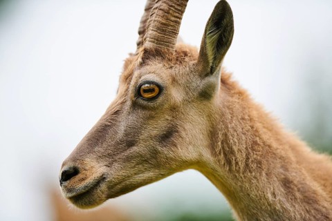 Alpine ibex (Capra ibex) female, portrait, wildlife Park Aurach near Kitzbuehl, Austria