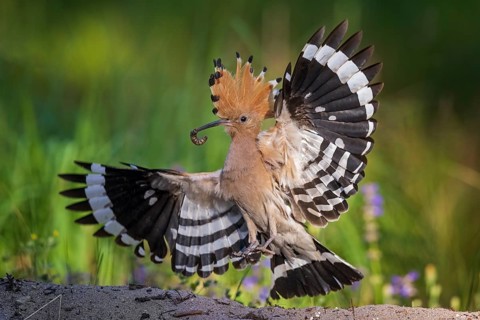 Eurasian Hoopoe (Upupa epops) flying with food in its beak, Saxony, Germany
