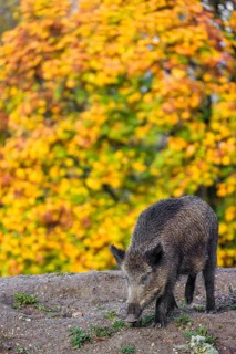 A wild boar or wild pig (Sus scrofa), runs across a clearing in hilly terrain in search of food. In