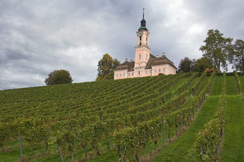 Vineyard on the hillside of Meersburg with even rows of vines, above it the Birnau Basilica with