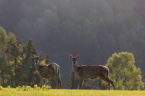 2 female Red Deer, Cervus elaphus, early morning, backlight