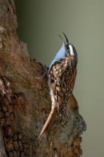 Certhia Familiaris, Treecreeper, Tree Runner, Birds, High Size, Portrait, Passeri, Songbirds, Birds
