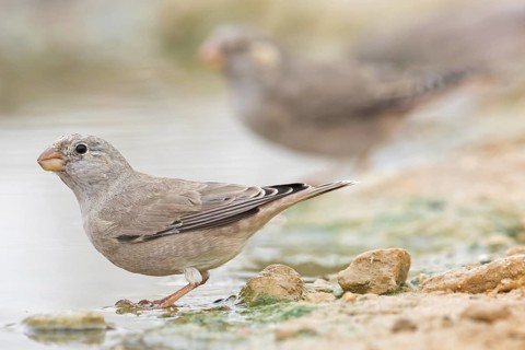 Desert Finch, Finch family, Finch, Trumpeter Finch, (Rhodopechys githaginea), Roselin githagine,