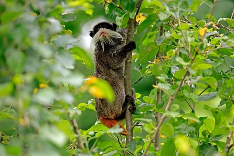 Emperor bearded tamarin (Saguinus imperator subgrisescens), adult, on tree, climbing, vigilant,