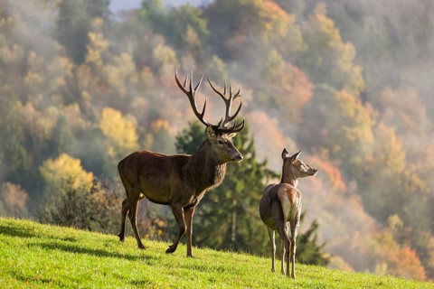 A red deer stag (Cervus elaphus) runs across a meadow. A forest with autumn leaves can be seen in