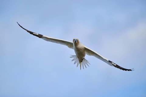 Northern gannet (Morus bassanus) flying in the sky, wildlife, Helgoland, Germany