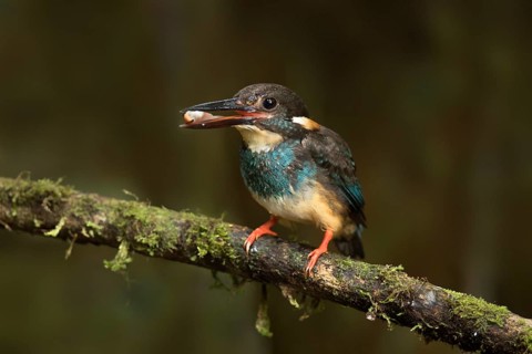 Blue-banded Kingfisher (Alcedo euryzona) male perched on a branch with fish prey in beak, Selangor,