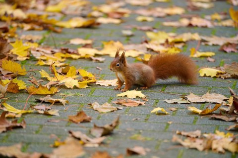 Eurasian squirrel (Sciurus vulgaris), on a walkway covered with autumn leaves in a park,