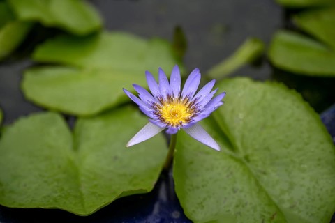 Water lily in a pond at Wat Pho, Temple of the Reclining Buddha, Bangkok, Thailand