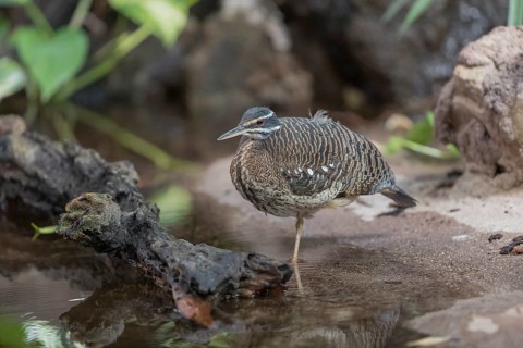One sunbittern (Eurypyga helias) standing in the water of a forest creek