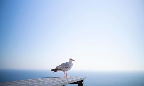 A seagull, a herring gull (Larus argentatus), is standing on a bench, sea, sky, Land's End
