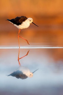 Black-winged Stilt (Himantopus himantopus), Castile-La Mancha, Spain