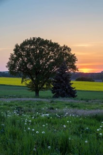 Sunset with rape field in bloom, single tree and meadow with dandelions, Ponickau, Thiendorf,
