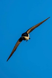 A bird in direct flight against blue sky, House Martin (Delichon urbicum, Syn.: Delichon urbica),