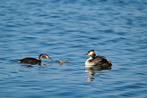 Great Crested Grebe (Podiceps Scalloped ribbonfish), pair feeding a chick with fish, swimming in