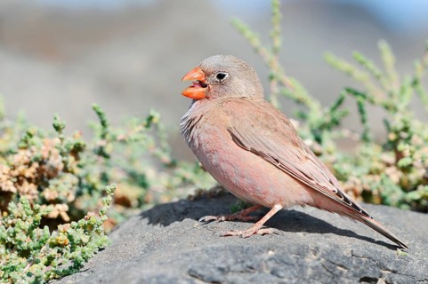 Desert Bunting (Bucanetes githagineus), a male perched on a rock calling, Fuerteventura, Canary