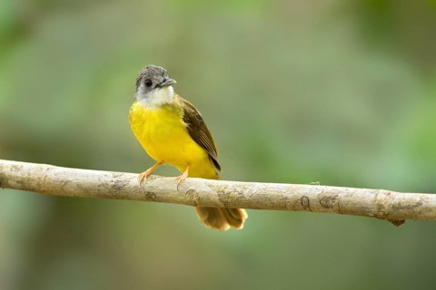 Yellow-bellied Bulbul (Alophoixus phaeocephalus), Pahang, Malaysia
