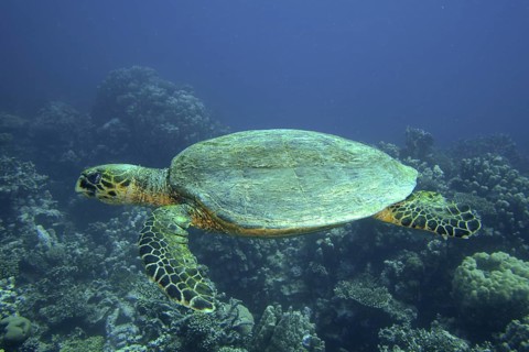 Hawksbill sea turtle (Eretmochelys imbricata)