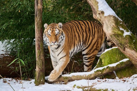 Siberian tiger (Panthera tigris altaica) walking in winter, captive, Germany