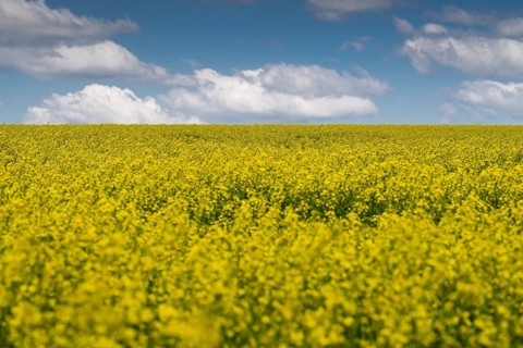 Blooming yellow rape field under a blue sky with white clouds, rural panorama, Baden-Württemberg