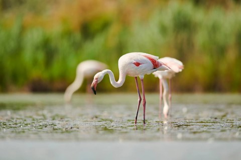 Greater Flamingo (Phoenicopterus roseus) standing in the water, Parc Naturel Regional de Camargue,